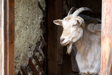 Adult white goat with twisted horns looks out of the doors of the barn, life on the farm