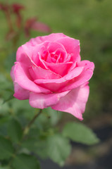 ピンクのバラ