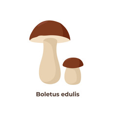 Cep mushrooms isolated on white background, vector illustration in flat design.