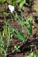 Onion grows in the garden in the garden. First spring harvest. Selection focus. Shallow depth of field