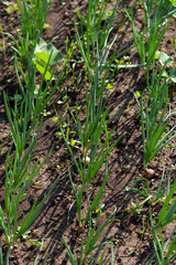 Onion grows in the garden in the garden. First spring harvest. Selection focus. Shallow depth of field