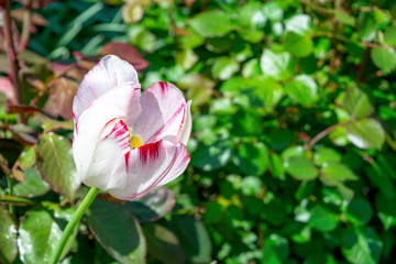 white with red veins tulip blooming in a garden in spring copy space