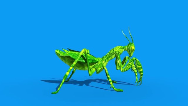 Insect Mantis Eats Side Blue Screen Loop 3D Rendering Animation