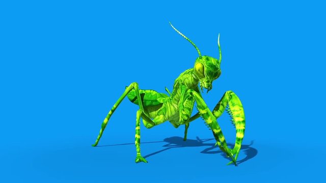 Insect Mantis Eats Front Blue Screen Loop 3D Rendering Animation