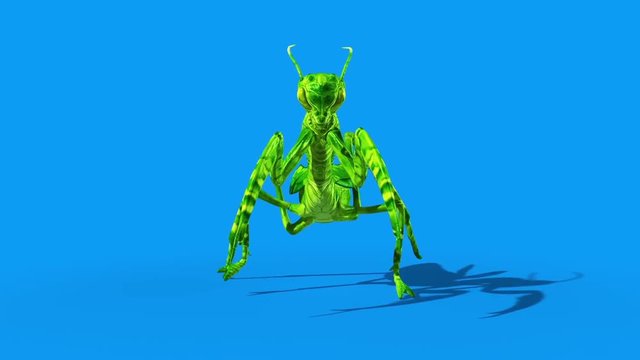 Insect Mantis Walkcycle Front Blue Screen Loop 3D Rendering Animation