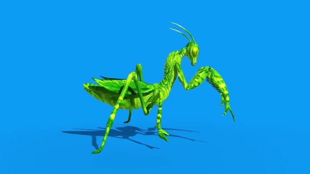 Insect Mantis Walkcycle Side Blue Screen Loop 3D Rendering Animation