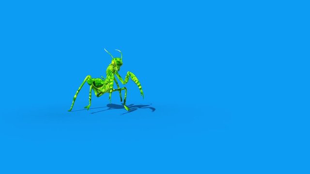 Insect Mantis Walks Blue Screen 3D Rendering Animation