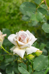 クリーム色のバラ