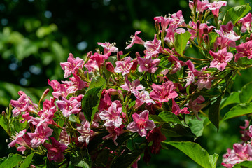 Luxury bush of flowering Weigela hybrida Rosea. Selective focus and close-up beautiful bright pink flowers against the evergreen in the ornamental garden. Nature concept for design