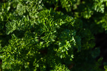Parsley grows in the garden in the garden. First spring harvest. Selection focus. Shallow depth of field