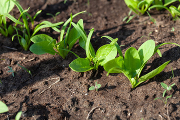 Spinach grows in the garden in the garden. First spring harvest. Selection focus. Shallow depth of field