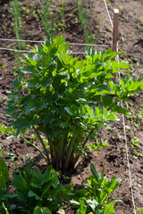 Lovage grows in the garden in the garden. First spring harvest. Selection focus. Shallow depth of field