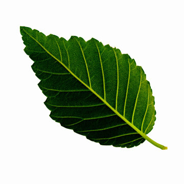 one green leaf of a karagach isolated on a white background, the underside of a leaf
