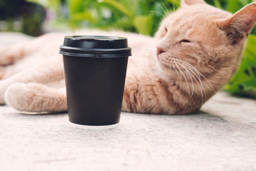 An orange tabby cat is sleeping beside a black paper coffee cup. Place for your text or logo on cups. - Powered by Adobe