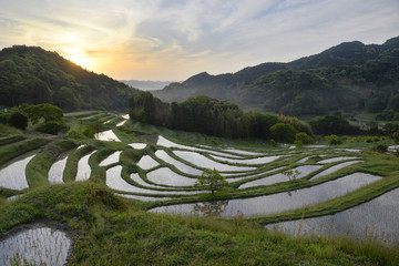 日本の棚田【千葉県鴨川市大山千枚田】田植え後