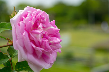ピンクのバラ