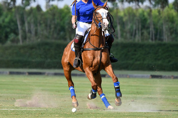 Ladies horse polo player use a mallet hitting a ball