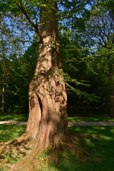 Fototapeta premium Baum-Wesen-Fotografie 