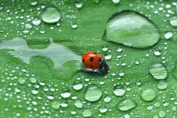 Ladybird in drops of dew