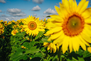 Sunflower field.