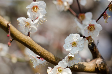Japanese plum blooming in Tokyo Imperial Palace