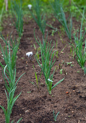 Onion grows in the garden in the garden. First spring harvest. Selection focus. Shallow depth of field
