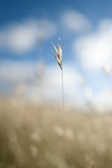 Fototapeta premium grass