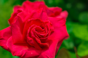 赤いバラ