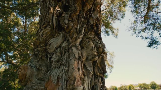 Large, well established, tree in the middle of Ramsgate Park, Sydney.