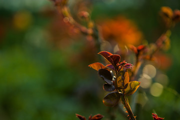 In the sunset sun in a garden rose bushes with leaves and thorns with small branches without blossoming. Spring plants. Background