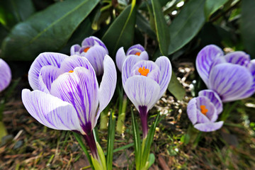 striped crocuses Pickwick