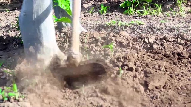 man working agriculture, using hoe to bring earth to the stem of the peppers plants.