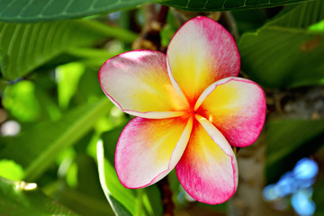 Beautiful pink and yellow flowers plumeria (frangipani) with green leaves