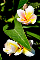 Beautiful pink and yellow flowers plumeria (frangipani) with green leaves