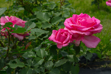 ピンクのバラ