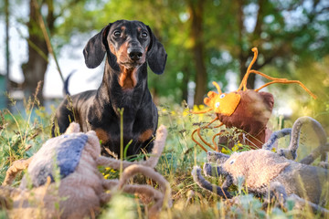 Dachshund dog walks on green grass among many ticks. Joke. Tick ​​on the dog concept