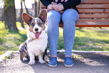 Cute dog Pembroke welsh corgi cardigan  sits next to the owner on the bench