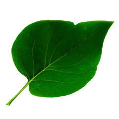 Obraz premium one green leaf of lilac isolated on white background, top side of leaf
