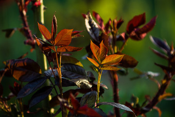 In the sunset sun in a garden rose bushes with leaves and thorns with small branches without blossoming. Spring plants. Background