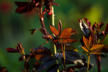In the sunset sun in a garden rose bushes with leaves and thorns with small branches without blossoming. Spring plants. Background