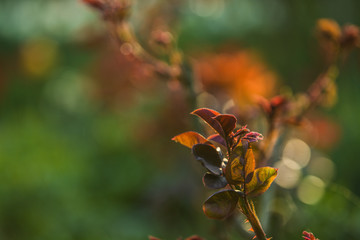 In the sunset sun in a garden rose bushes with leaves and thorns with small branches without blossoming. Spring plants. Background