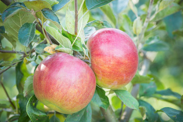 Apples hanging from a tree branch in an apple orchard