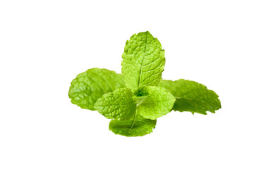 Fresh green minth herb or mentha plant ,vegetable aroma and tasty fresh, good for health...