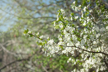 Branch of flowering apple-tree on a background a green garden. 