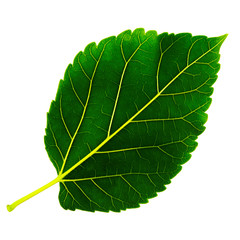 one green leaf of mulberry is isolated on white background, underside of leaf