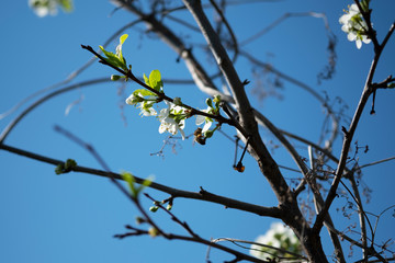 Apple blossom in spring with soft focus on the blue sky background