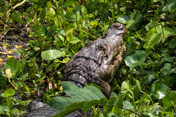 Crocodile in the rainforest, Panama