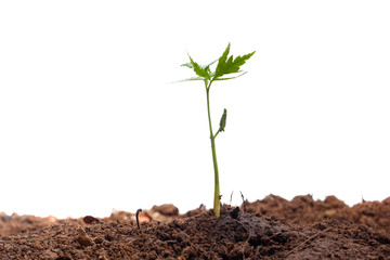 Green sprout growing out from soil isolated on white background