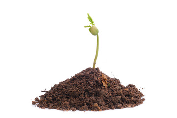 Green sprout growing out from soil isolated on white background