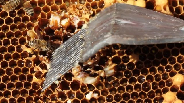 Removal of drones larvae and wax moth larvae from their cocoons In dysfunctional colonies, bees sometimes appear in a lot of cocoon with future drones and wax moth. Beekeepers remove them.